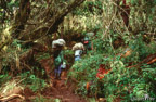 Der Weiterweg führt anfangs durch dichten tropischen Bergregenwald